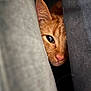 animal, cat, closeup, cozy, curious, cushion, ear, eye, fabric, feline, ginger_cat, hidden, indoor, mystery, nose, peeking, pet, portrait, soft_light, whiskers