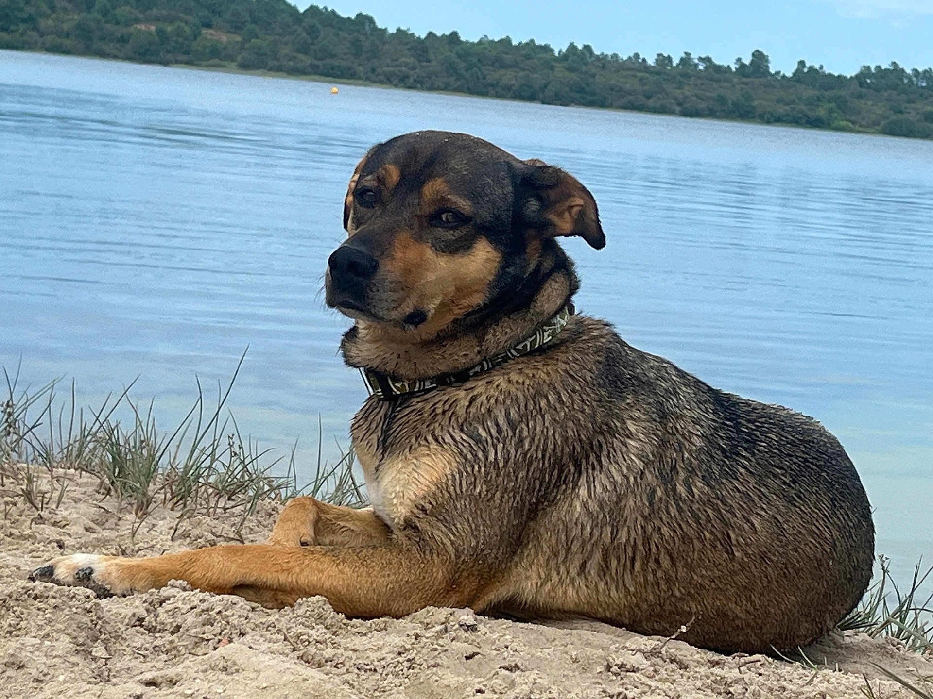 Moka participe au concours pour gagner de l'argent avec cette photo : dog, water, lake, sand, grass, outdoor, animal, pet, collar, nature, canine, resting, wet_fur, shore, landscape, daytime, calm, trees, sky, relaxed