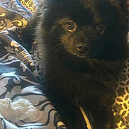 Cameron joined the competition — help win amazing prizes! dog, black_fur, pet, animal, indoor, blanket, pattern, curious, eyes, fur, cozy, resting, closeup, cute, companion, domestic, lying_down, soft_light, bed, comfort