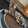 Snow a rejoint le concours — aidez-le/la à gagner de superbes lots ! cat, kitten, tabby, pet, animal, scratcher, cardboard, floor, carpet, door, feline, cute, domestic_animal, whiskers, ears, paws, relaxed, indoor, curious, lying_down