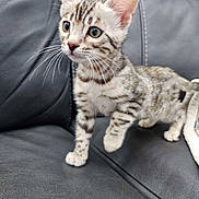 Snow a rejoint le concours — aidez-le/la à gagner de superbes lots ! kitten, cat, pet, animal, feline, spotted, curious, alert, whiskers, ears, couch, leather, indoor, fur, small, young, domestic, cute, closeup, standing