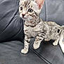 kitten, cat, pet, animal, feline, spotted, curious, alert, whiskers, ears, couch, leather, indoor, fur, small, young, domestic, cute, closeup, standing