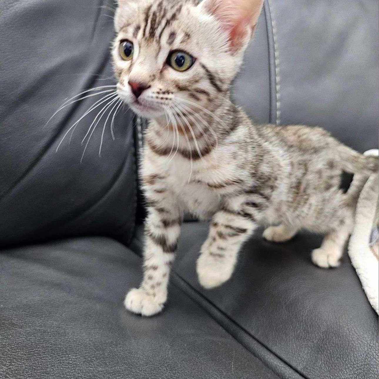 Snow a rejoint le concours — aidez-le/la à gagner de superbes lots ! alert, animal, cat, closeup, couch, curious, cute, domestic, ears, feline, fur, indoor, kitten, leather, pet, small, spotted, standing, whiskers, young