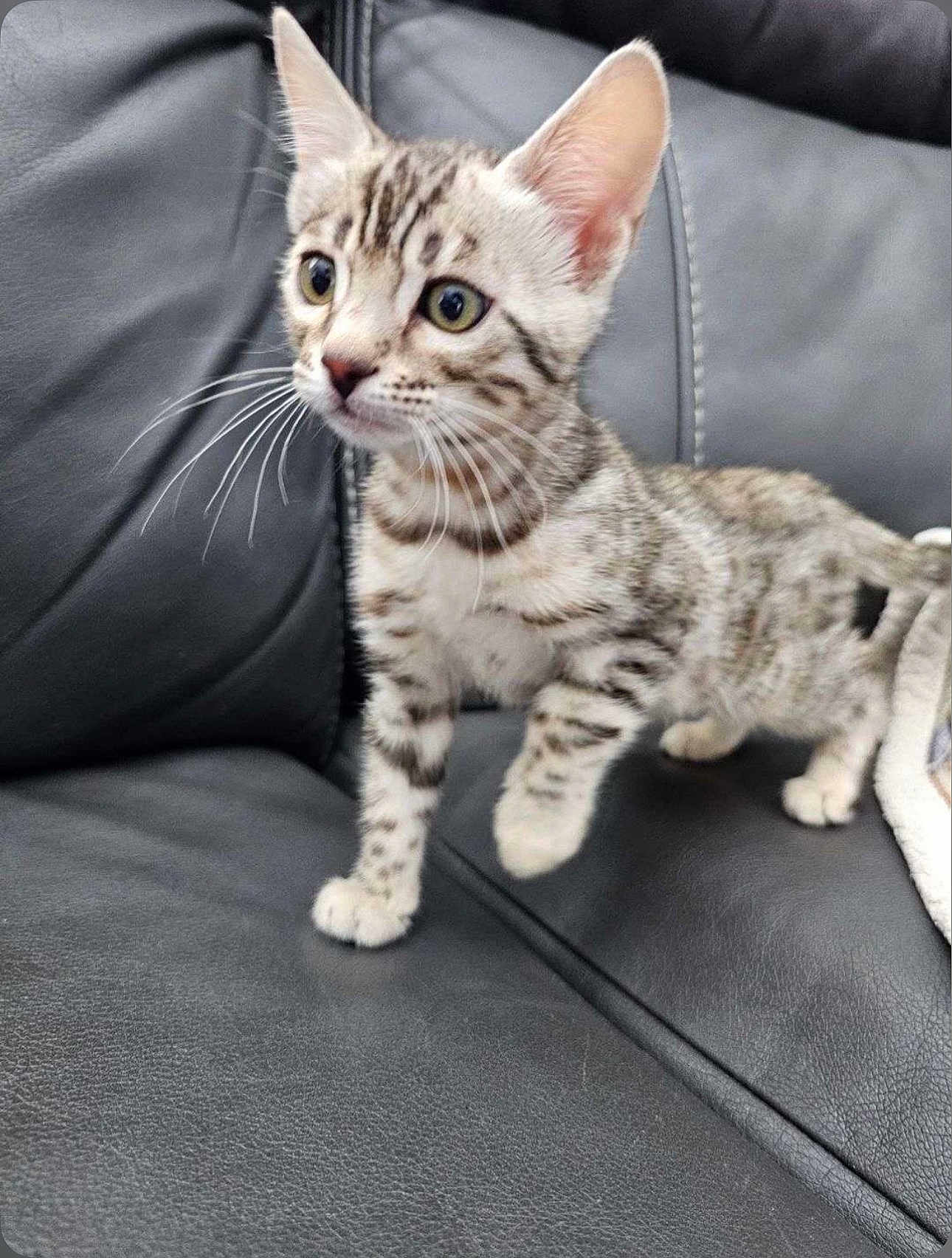 Snow a rejoint le concours — aidez-le/la à gagner de superbes lots ! kitten, cat, pet, animal, feline, spotted, curious, alert, whiskers, ears, couch, leather, indoor, fur, small, young, domestic, cute, closeup, standing