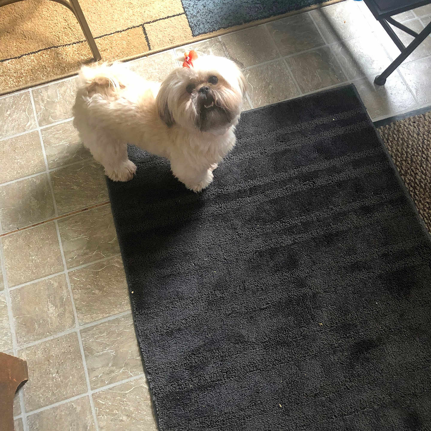 Macie is registered to the contest to win money with this photo: accessories, affenpinscher, animal, canine, dog, furniture, homedecor, machine, mat, pet, poodle, puppy, rug, slate, strap, table, terrier, tile, wheel, whitedog