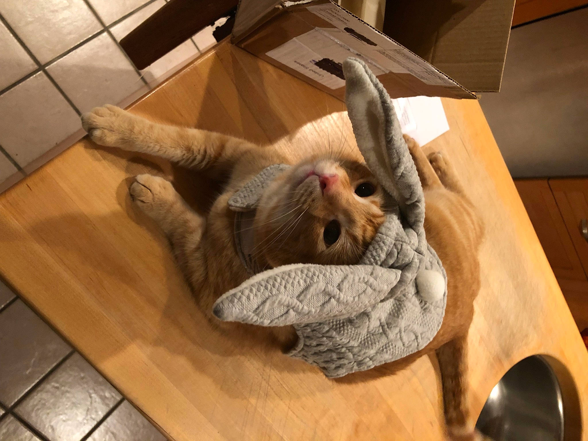 Oly is registered to the contest to win money with this photo: carnivore, cat, comfort, fawn, felidae, floor, flooring, fur, hardwood, kitchen_utensil, small_to_medium_sized_cats, spoon, sporting_group, tableware, tail, terrestrial_animal, tile_flooring, whiskers, wood, wood_flooring