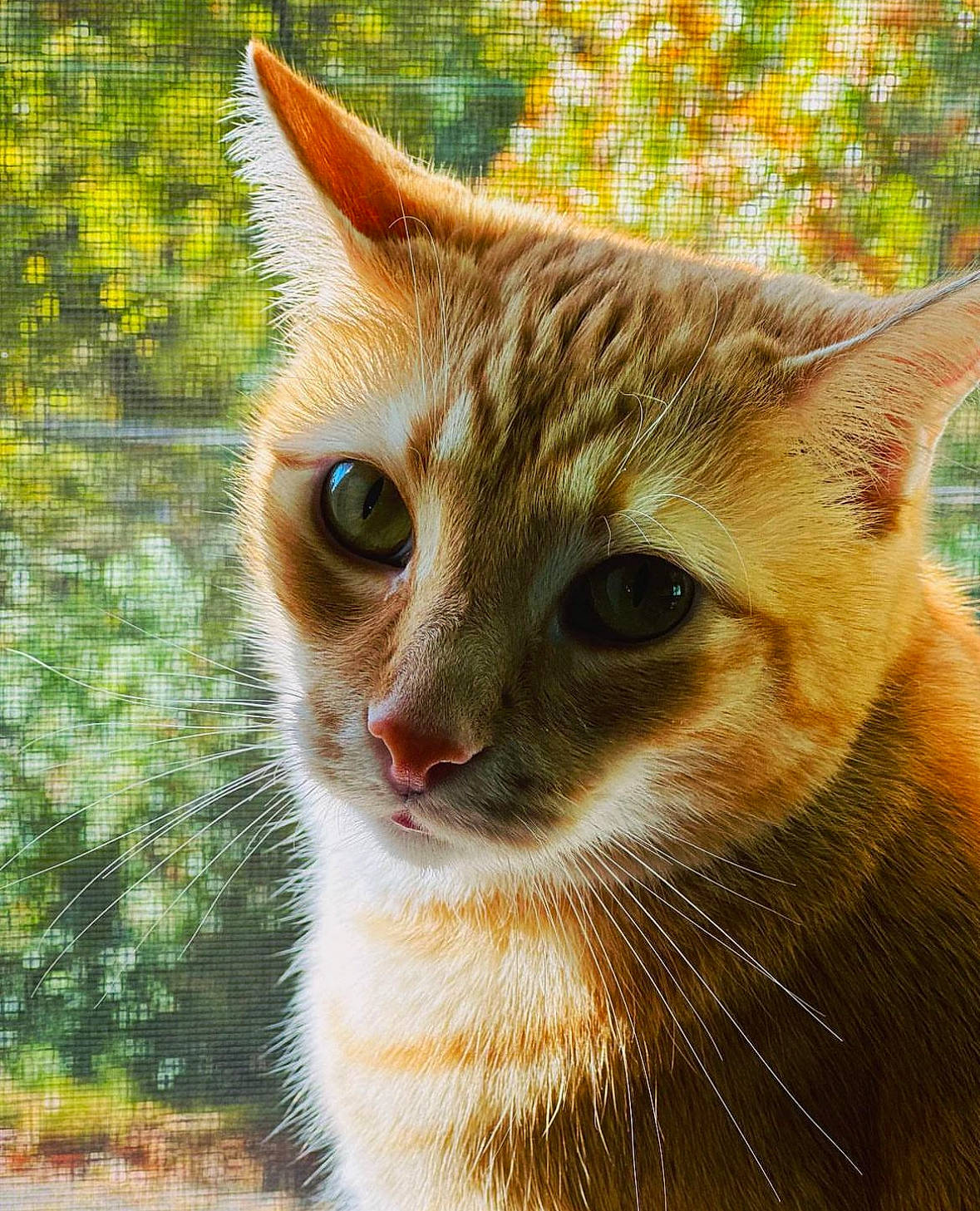 Oly joined the competition — help win amazing prizes! carnivore, cat, close_up, domestic_short_haired_cat, eye, fawn, felidae, fur, grass, iris, plant, small_to_medium_sized_cats, snout, tail, terrestrial_animal, tree, whiskers, wildlife, window