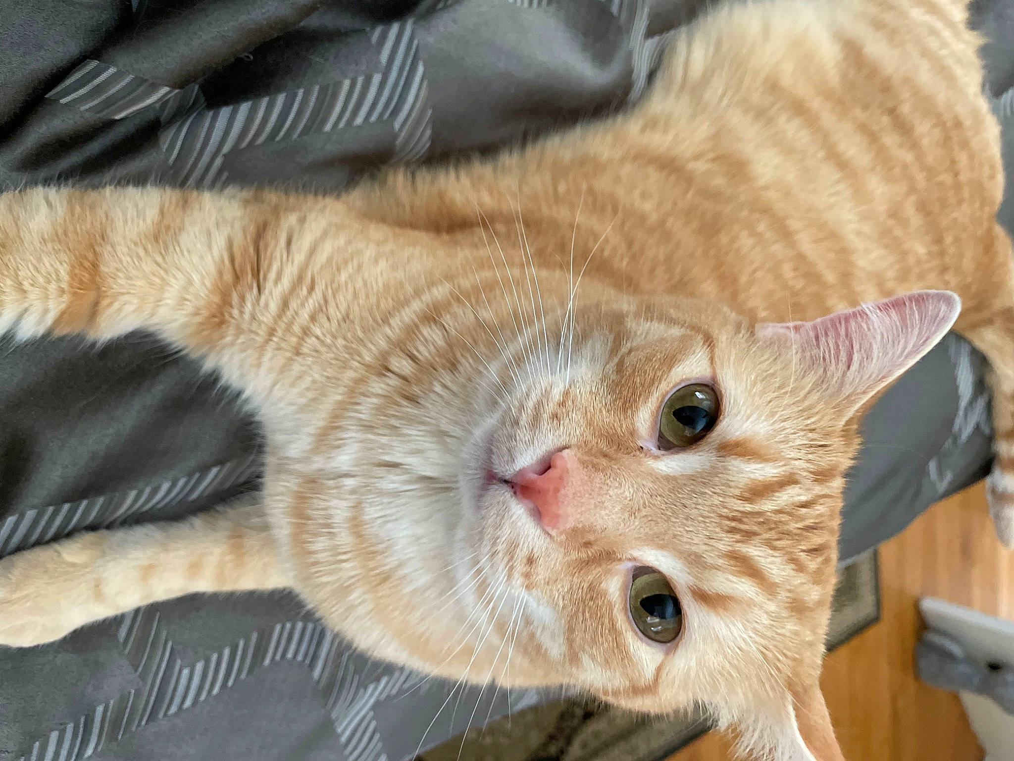 Oly joined the competition — help win amazing prizes! carnivore, cat, cat_bed, cat_supply, claw, comfort, domestic_short_haired_cat, ear, eye, fawn, felidae, fur, iris, paw, small_to_medium_sized_cats, snout, tail, terrestrial_animal, whiskers