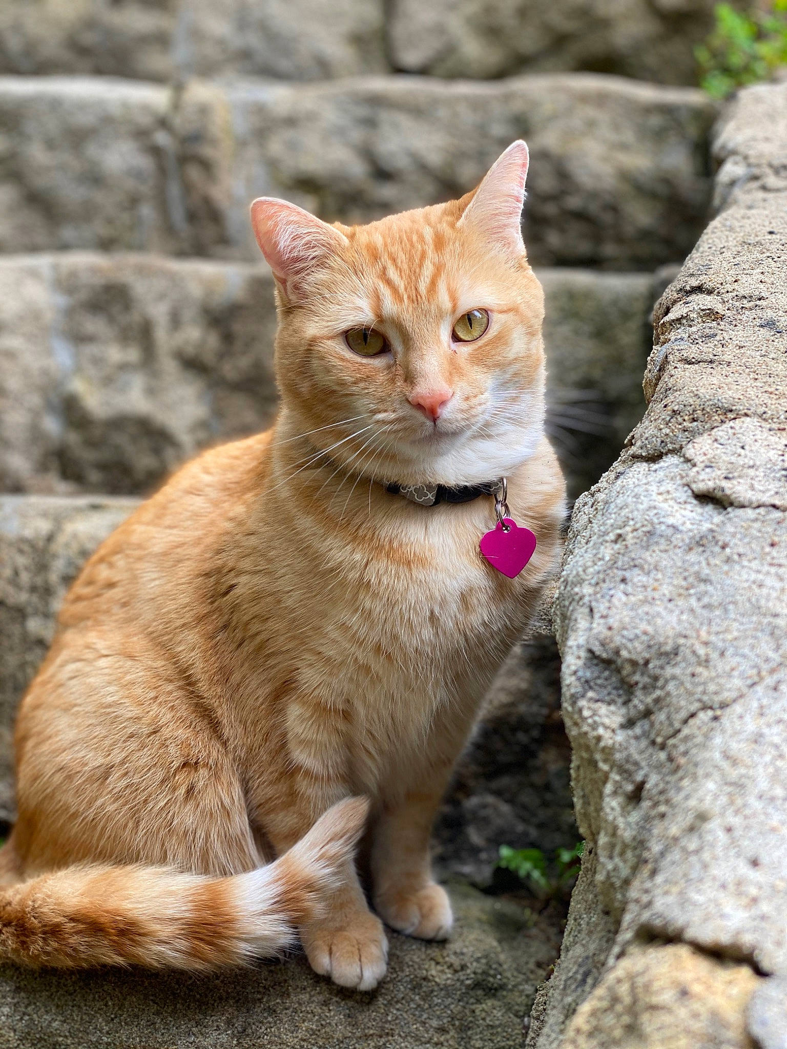 Oly is registered to the contest to win money with this photo: art, bedrock, carnivore, cat, claw, domestic_short_haired_cat, fawn, felidae, fur, rock, small_to_medium_sized_cats, snout, tail, terrestrial_animal, trunk, whiskers, wildlife, wood