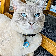 Ramen joined the competition — help win amazing prizes! cat, blue_eyes, collar, tag, whiskers, paw, fur, close_up, portrait, indoor, wooden_chair, rug, relaxed, curious, domestic_cat, tabby_pattern, pet, feline, paws, furniture_leg