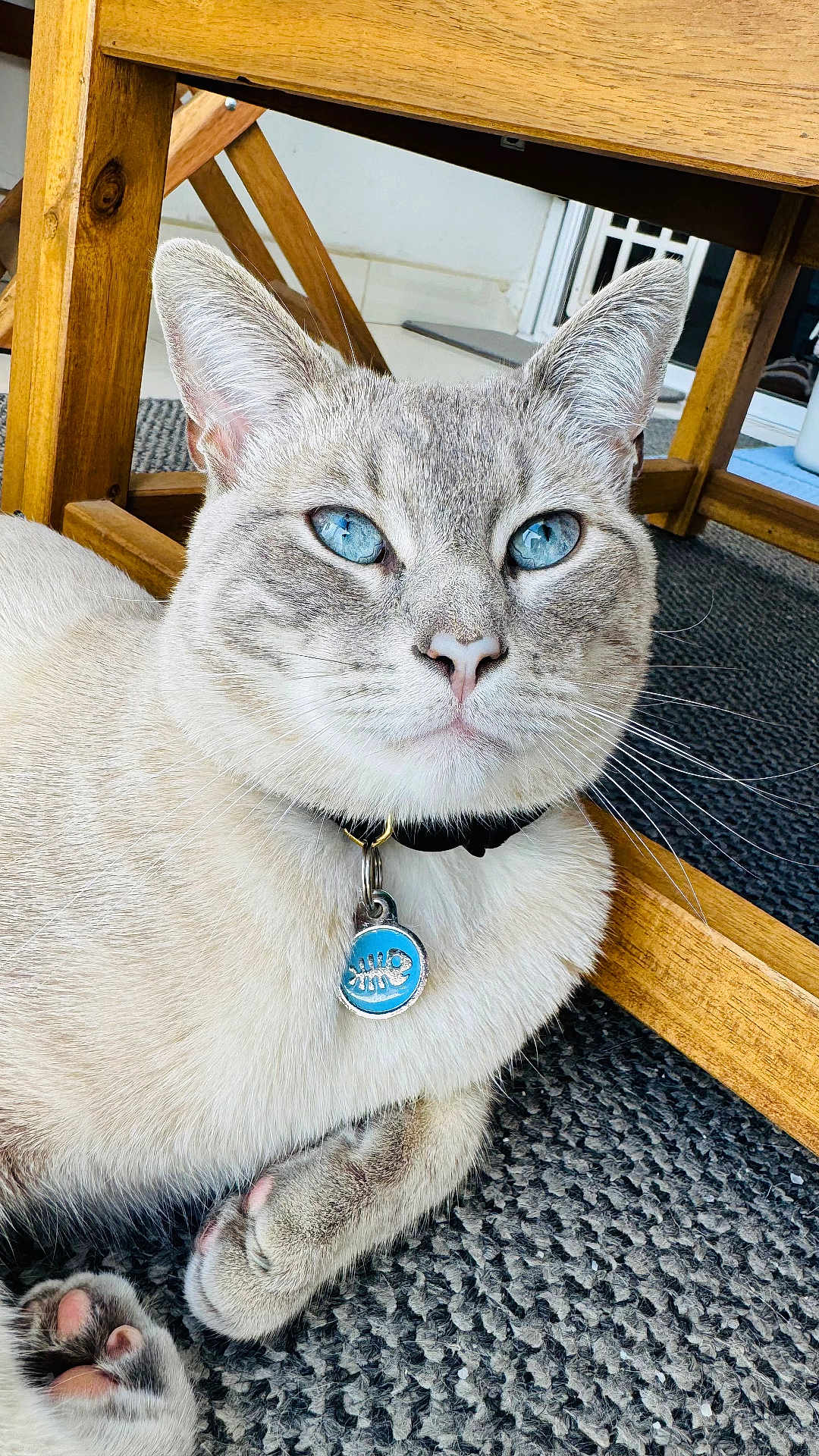 Ramen joined the competition — help win amazing prizes! cat, blue_eyes, collar, tag, whiskers, paw, fur, close_up, portrait, indoor, wooden_chair, rug, relaxed, curious, domestic_cat, tabby_pattern, pet, feline, paws, furniture_leg