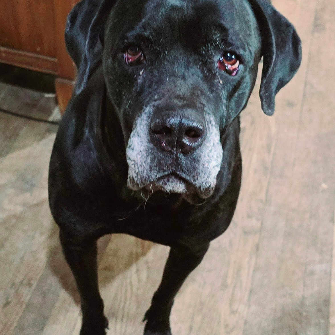 Roscoe is registered to the contest to win money with this photo: animal, boxer, bulldog, canine, dog, furniture, greatdane, labradorretriever, pet, pitbull, pointer, puppy, snout, wood