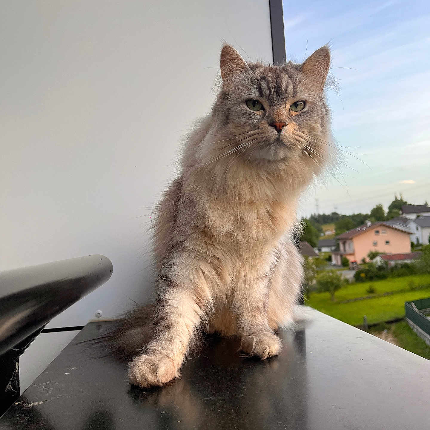 Saïko a rejoint le concours — aidez-le/la à gagner de superbes lots ! abyssinian, angora, animal, architecture, building, cat, computer, electronics, furniture, handrail, hardwood, housing, kitten, laptop, manx, pc, pet, plywood, siamese, wood