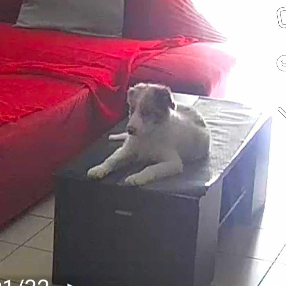 Vector participe au concours pour gagner de l'argent avec cette photo : animal, ball, bed, bedroom, box, canine, cat, couch, cushion, dog, drawer, furniture, homedecor, indoors, interiordesign, kitten, pet, poodle, puppy, room