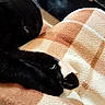 Gustave participe au concours pour gagner de l'argent avec cette photo : cat, black_cat, sleeping, resting, lying_down, paw, fur, whiskers, ears, eyes, animal, pet, cozy, blanket, plaid, indoors, home, relaxed, nap, portrait