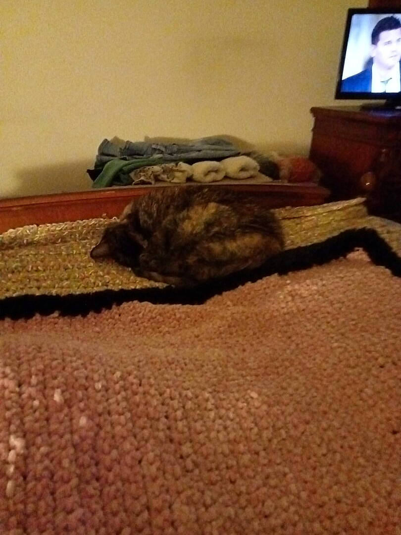 Diesel a rejoint le concours — aidez-le/la à gagner de superbes lots ! asphalt, carpet, cloud, comfort, felidae, floor, flooring, hardwood, laminate_flooring, landscape, linens, road_surface, room, soil, tail, television, television_set, tints_and_shades, wood, wood_flooring