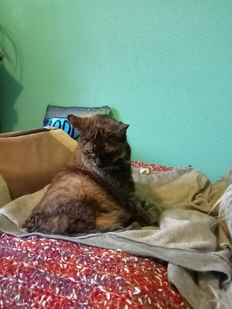 Diesel a rejoint le concours — aidez-le/la à gagner de superbes lots ! bed, bedding, bedroom, carnivore, cat, comfort, domestic_short_haired_cat, fawn, felidae, flooring, fur, grey, interior_design, linens, nap, room, small_to_medium_sized_cats, textile, whiskers, wood