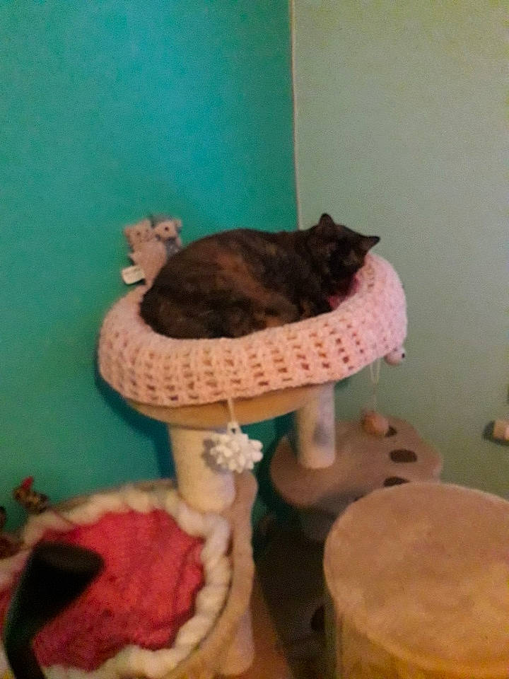 Diesel participe au concours pour gagner de l'argent avec cette photo : carnivore, cat, cat_bed, cat_supply, chair, comfort, domestic_short_haired_cat, fawn, felidae, fur, hardwood, magenta, membranophone, plant, room, small_to_medium_sized_cats, stool, tail, whiskers, wood