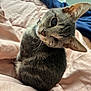 bed, bedding, blanket, cat, close_up, cozy, curled_up, domestic_animal, ear, eyes, gray_fur, indoor, kitten, pet, pink, portrait, resting, tabby, whiskers, window_blinds