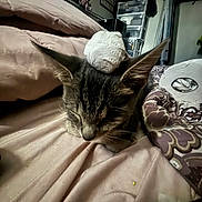 Fury joined the competition — help win amazing prizes! bed, blanket, cat, close_up, cozy, domestic, drawer, ears, fur, furniture, indoor, kitten, nap, pet, pillow, sleeping, sleepy, soft, toy, whiskers