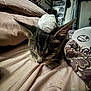 bed, blanket, cat, close_up, cozy, domestic, drawer, ears, fur, furniture, indoor, kitten, nap, pet, pillow, sleeping, sleepy, soft, toy, whiskers