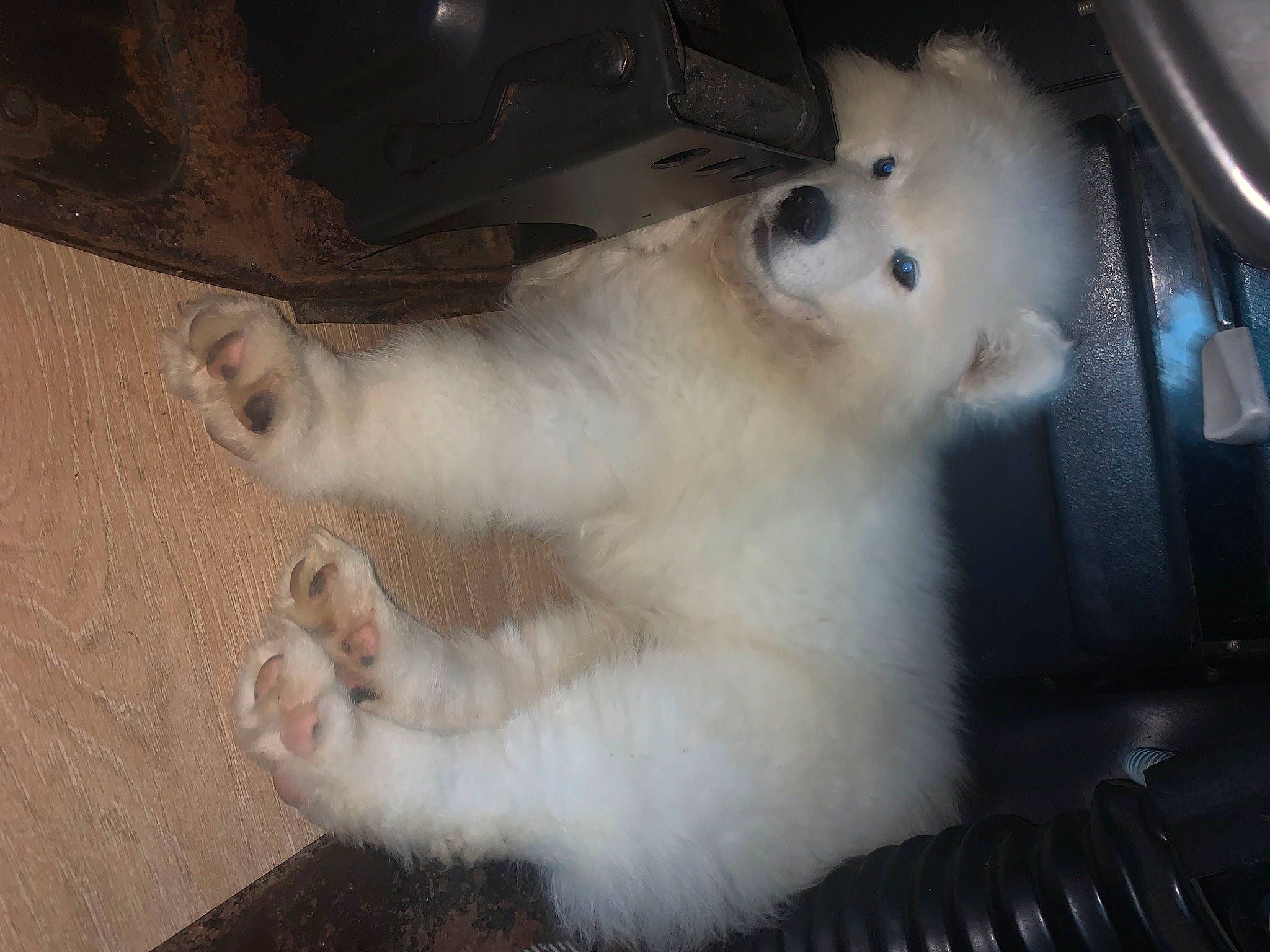 Helios joined the competition — help win amazing prizes! canidae, carnivore, cat, claw, companion_dog, dog, dog_breed, domestic_short_haired_cat, fawn, felidae, foot, fur, hood, paw, samoyed, small_to_medium_sized_cats, sporting_group, tail, terrestrial_animal, whiskers