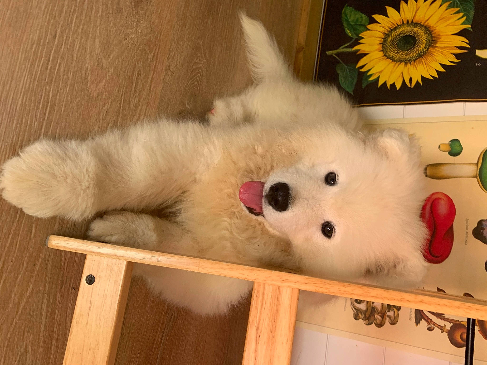 Helios is registered to the contest to win money with this photo: art, canidae, carnivore, companion_dog, dog, dog_breed, felidae, fur, hardwood, petal, picture_frame, room, samoyed, spitz, stuffed_toy, sunflower, toy, whiskers, wood