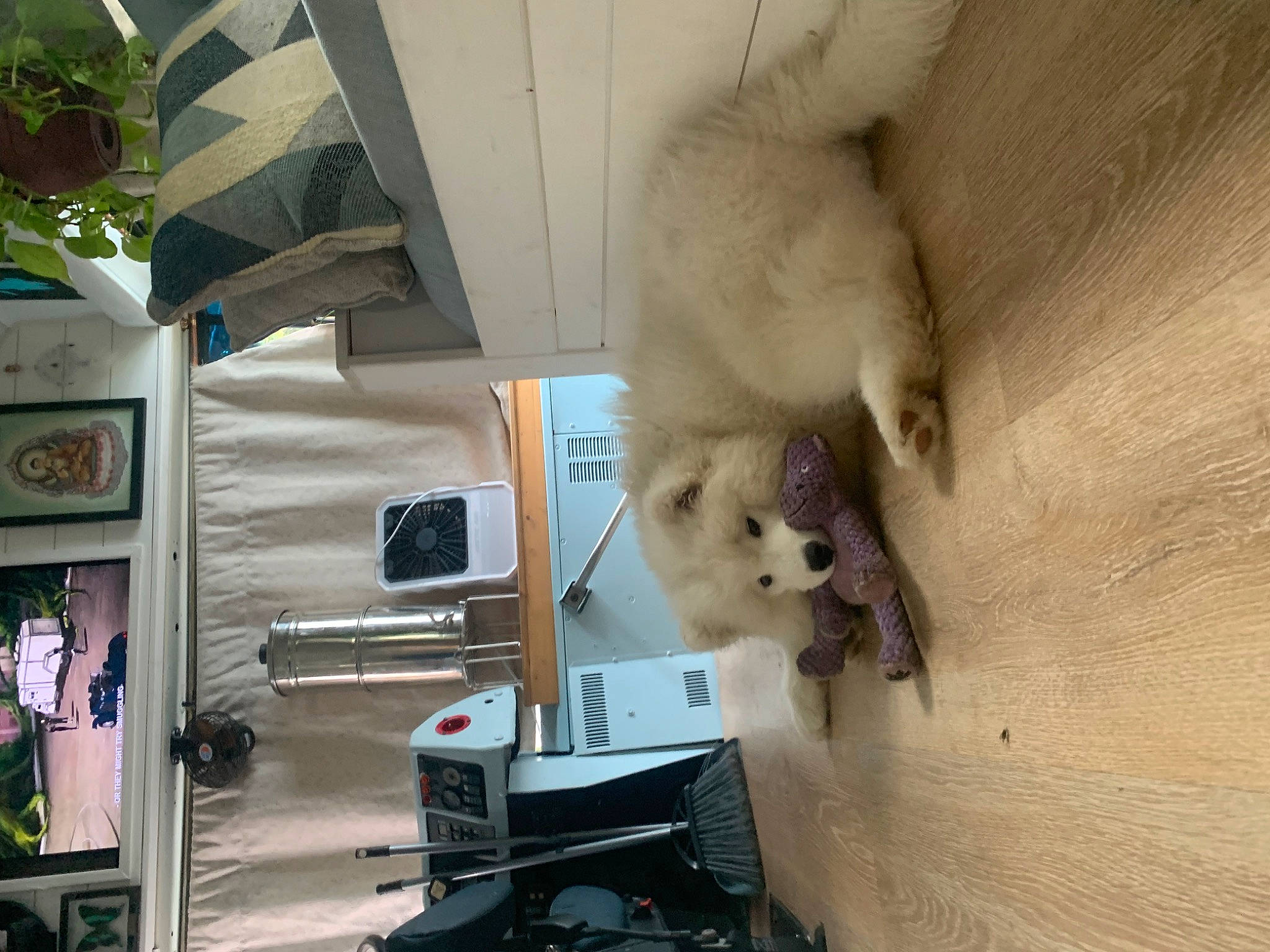 Helios is registered to the contest to win money with this photo: bear, canidae, carnivore, companion_dog, dog_breed, fawn, felidae, fur, lion, machine, marsupial, polar_bear, room, small_to_medium_sized_cats, spitz, sporting_group, stuffed_toy, tree, whiskers, wood