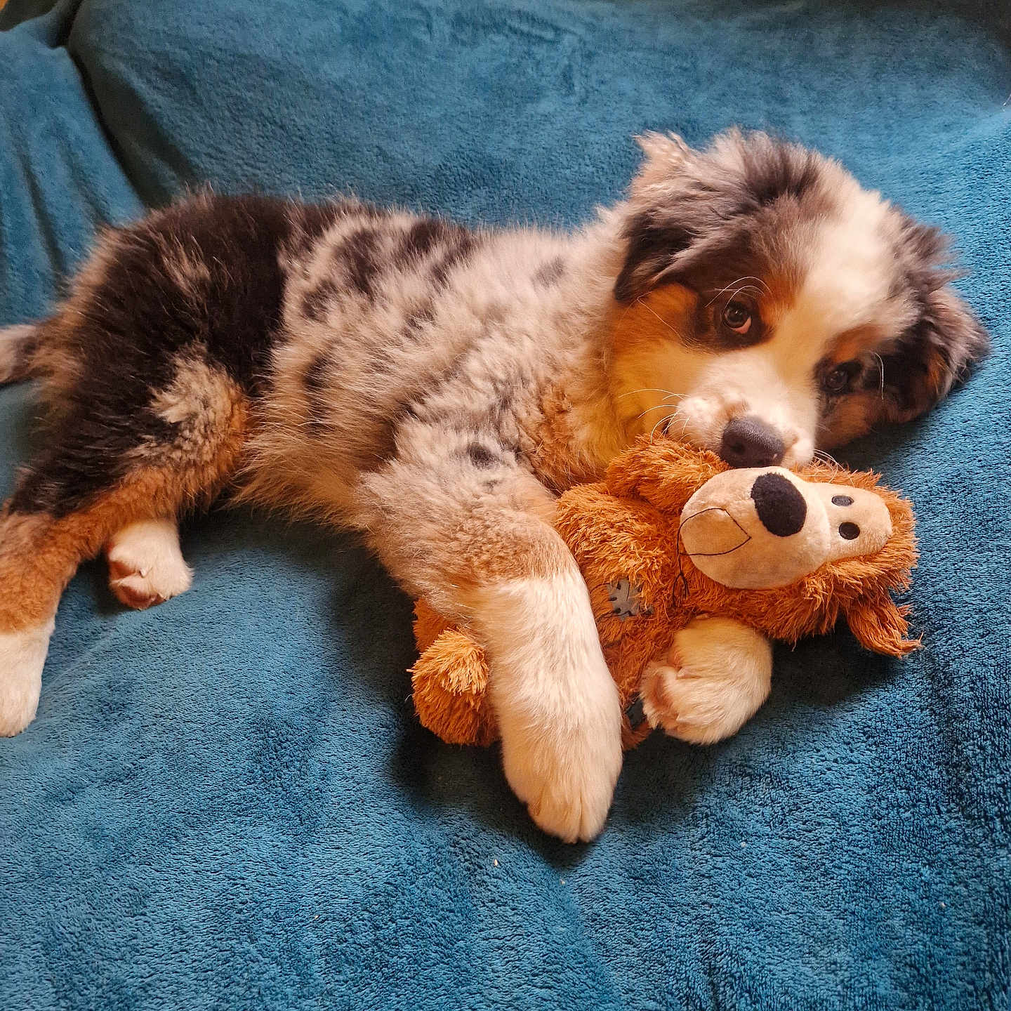 Venom participe au concours pour gagner de l'argent avec cette photo : animal, ball, bed, blanket, canine, cat, cockerspaniel, couch, dog, football, furniture, homedecor, kitten, pet, plush, puppy, soccer, soccerball, sport, toy