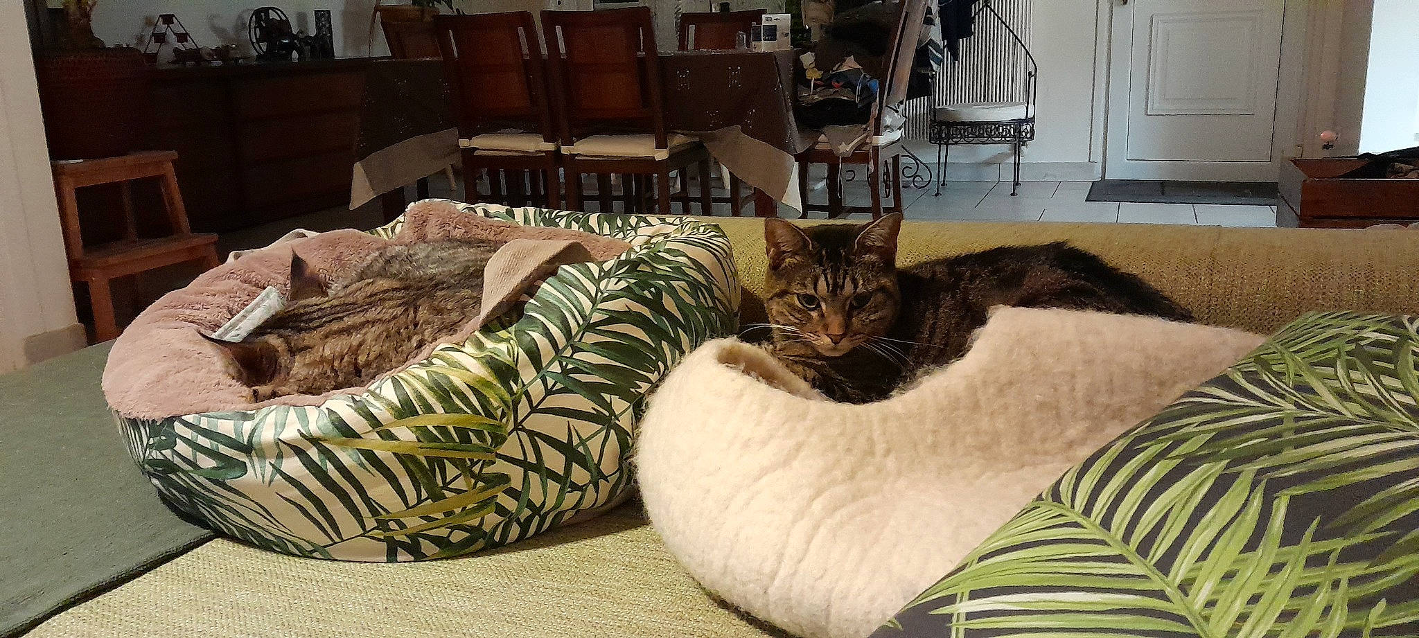 Sasha participe au concours pour gagner de l'argent avec cette photo : bedding, carnivore, cat, chair, comfort, couch, domestic_short_haired_cat, felidae, floor, flooring, fur, hardwood, interior_design, linens, living_room, room, small_to_medium_sized_cats, textile, whiskers, wood