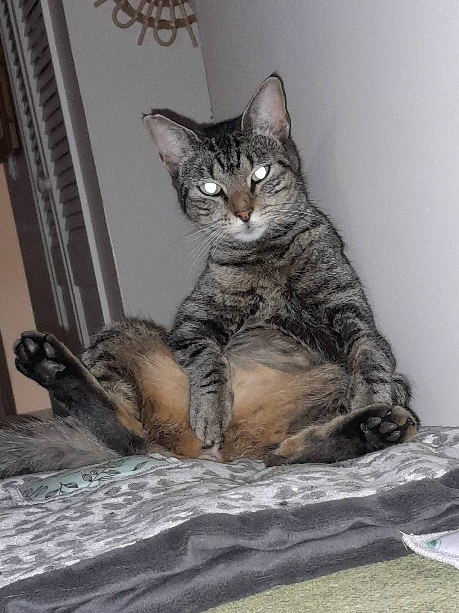 Sasha participe au concours pour gagner de l'argent avec cette photo : carnivore, cat, claw, domestic_short_haired_cat, felidae, fur, grey, paw, sitting, small_to_medium_sized_cats, snout, tail, terrestrial_animal, whiskers, wildlife