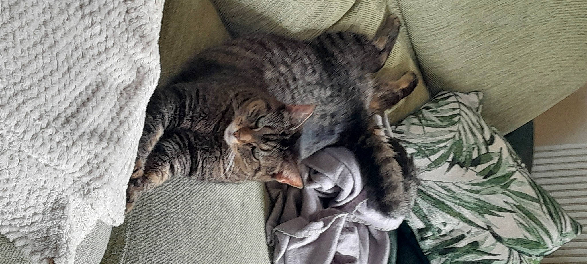 Sasha a rejoint le concours — aidez-le/la à gagner de superbes lots ! carnivore, cat, claw, comfort, domestic_short_haired_cat, felidae, fur, grey, mammal, nap, paw, sleep, small_to_medium_sized_cats, snout, tail, terrestrial_animal, whiskers