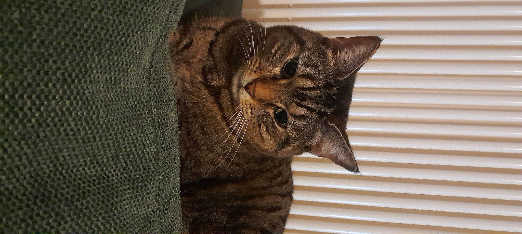 Sasha a rejoint le concours — aidez-le/la à gagner de superbes lots ! carnivore, cat, claw, domestic_short_haired_cat, felidae, fur, grey, small_to_medium_sized_cats, tail, terrestrial_animal, whiskers, window, wood, woolen, woven_fabric