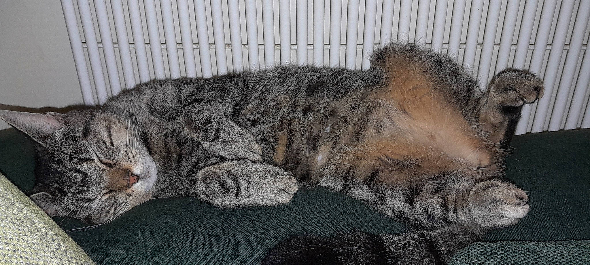 Sasha a rejoint le concours — aidez-le/la à gagner de superbes lots ! big_cats, carnivore, cat, cat_bed, claw, comfort, domestic_short_haired_cat, felidae, fence, fur, grey, nap, paw, sleep, small_to_medium_sized_cats, snout, tail, terrestrial_animal, whiskers, wildlife