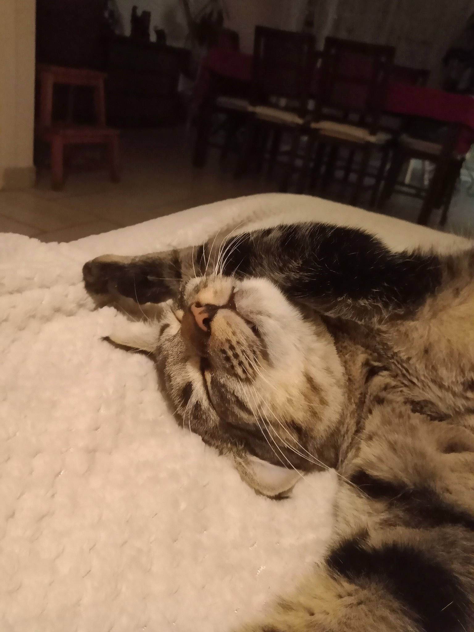 Sydney a rejoint le concours — aidez-le/la à gagner de superbes lots ! carnivore, cat, claw, cloud, comfort, domestic_short_haired_cat, felidae, flooring, fur, hardwood, mammal, metal, paw, small_to_medium_sized_cats, snout, tail, terrestrial_animal, water, whiskers, wood