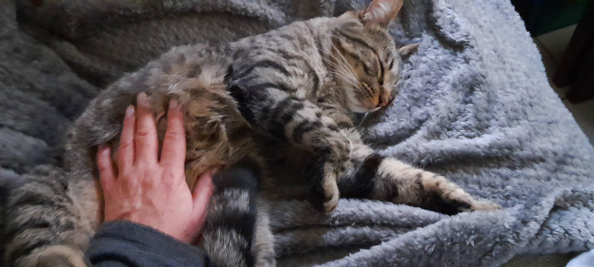 Sydney participe au concours pour gagner de l'argent avec cette photo : carnivore, cat, claw, comfort, domestic_short_haired_cat, felidae, fur, gesture, nap, paw, sleep, small_to_medium_sized_cats, snout, tail, terrestrial_animal, whiskers, wildlife