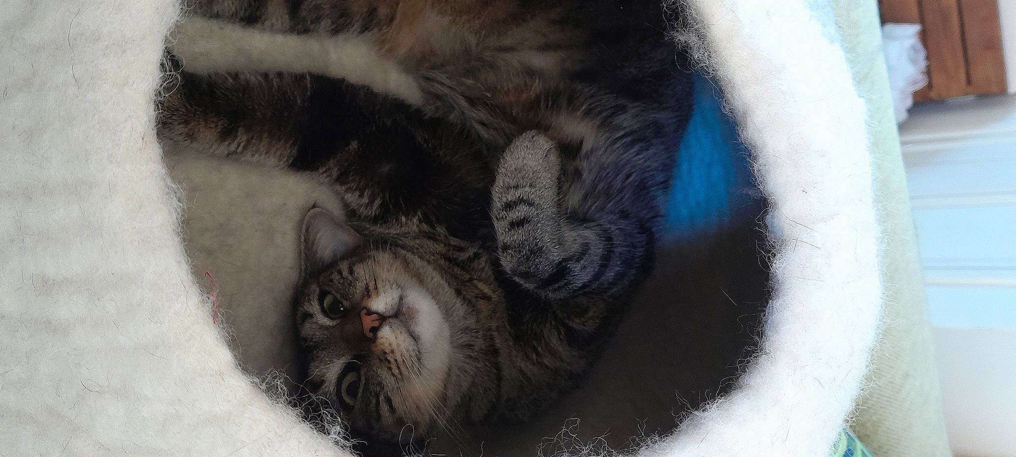 Sydney a rejoint le concours — aidez-le/la à gagner de superbes lots ! british_longhair, carnivore, cat, claw, comfort, domestic_short_haired_cat, electric_blue, felidae, fur, grey, nap, paw, sleep, small_to_medium_sized_cats, snout, tail, terrestrial_animal, whiskers, wildlife, winter