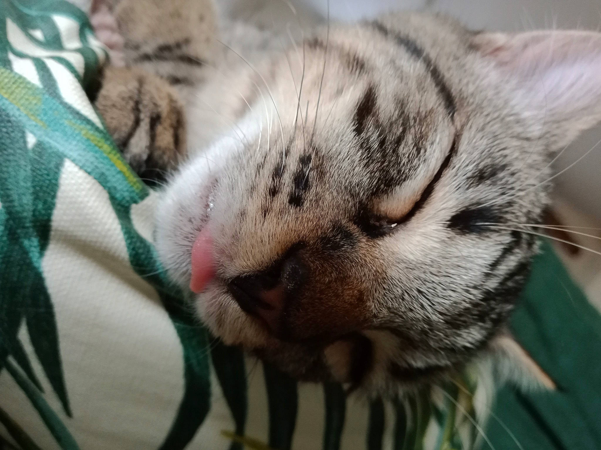 Sydney a rejoint le concours — aidez-le/la à gagner de superbes lots ! carnivore, cat, claw, close_up, comfort, domestic_short_haired_cat, fawn, felidae, fur, grass, nap, paw, sleep, small_to_medium_sized_cats, snout, tail, terrestrial_animal, whiskers, wildlife, wrinkle