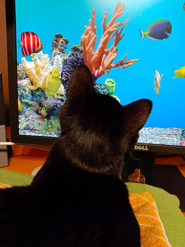 Rio participe au concours pour gagner de l'argent avec cette photo : art, carnivore, cat, comfort, display_device, felidae, fish, flat_panel_display, gesture, leaf, led_backlit_lcd_display, organism, output_device, plant, small_to_medium_sized_cats, tail, television_set, vertebrate, visual_arts, whiskers