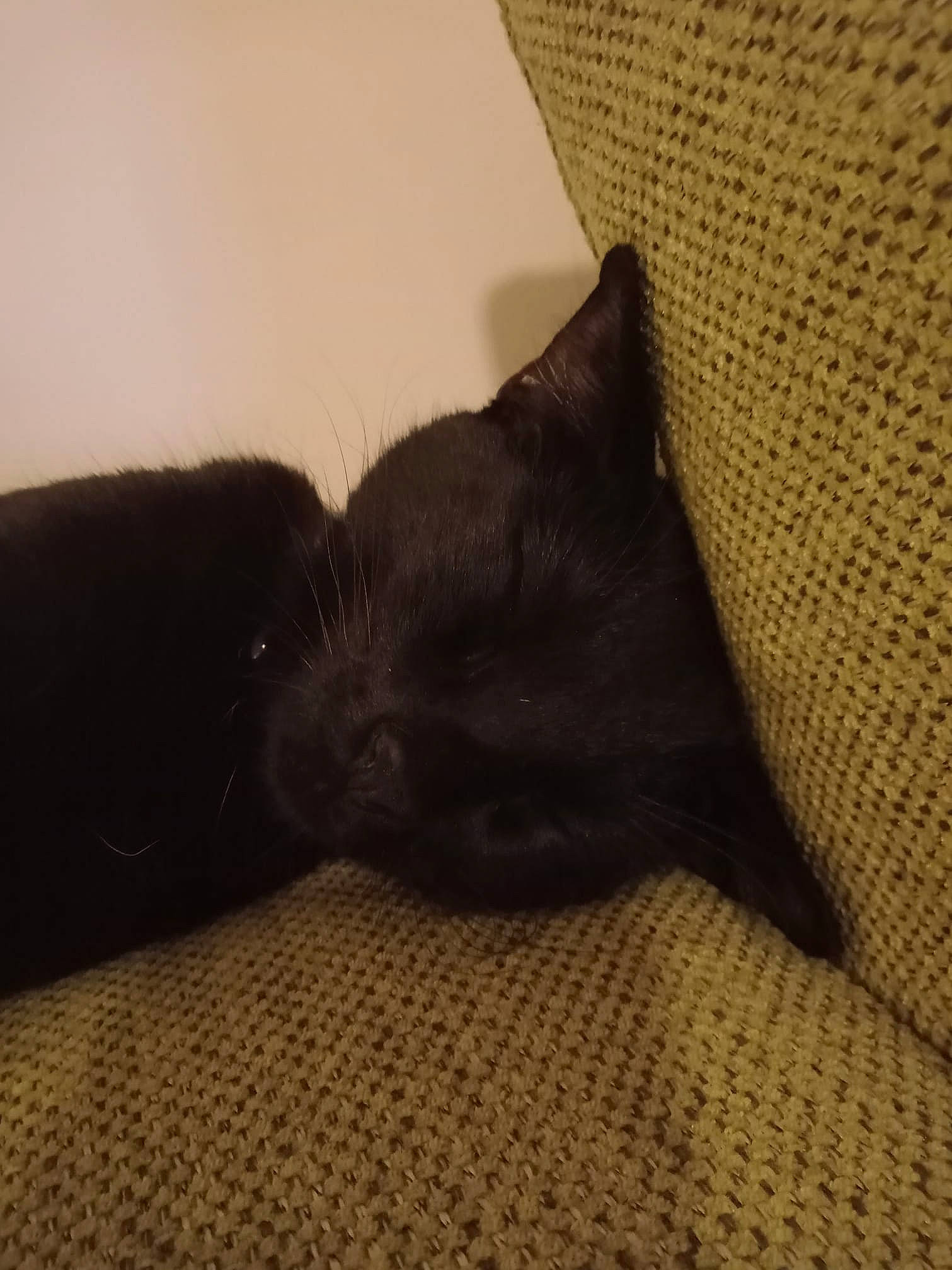 Rio a rejoint le concours — aidez-le/la à gagner de superbes lots ! black_cat, carnivore, cat, claw, comfort, dog_breed, domestic_short_haired_cat, felidae, fur, grey, linens, nap, paw, room, small_to_medium_sized_cats, snout, tail, terrestrial_animal, whiskers, wood