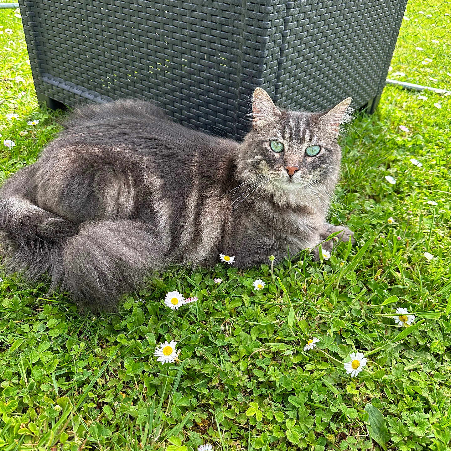 Oreo participe au concours pour gagner de l'argent avec cette photo : animal, backyard, cat, daisy, field, flower, grass, herbal, herbs, jar, lawn, nature, outdoors, pet, plant, planter, pottedplant, pottery, vase, yard