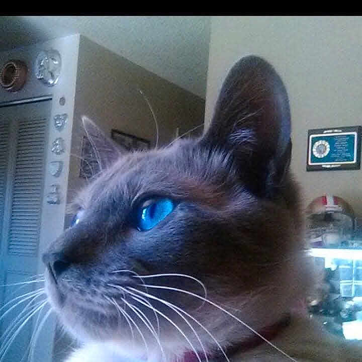 Bosco