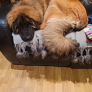 Charly participe au concours pour gagner de l'argent avec cette photo : dog, couch, blanket, fur, pet, indoor, leather, wood_floor, resting, large_dog, cozy, fur_tail, home, domestic_animal, relaxing, animal, mammal, sleepy, canine, furniture