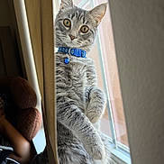 Stormi is registered to the contest to win money with this photo: cat, tabby, gray_cat, curious, window, curtain, collar, bell, indoor, pet, feline, yellow_eyes, sunlight, windowsill, cute, animal, looking, whiskers, fur, domestic_cat
