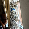 cat, tabby, gray_cat, curious, window, curtain, collar, bell, indoor, pet, feline, yellow_eyes, sunlight, windowsill, cute, animal, looking, whiskers, fur, domestic_cat