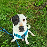 Arko participe au concours pour gagner de l'argent avec cette photo : dog, grass, leash, harness, outdoor, pet, canine, black_and_white, sitting, greenery, tree, nature, animal, cute, portrait, looking_up, ears, nose, fur, playful