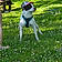 Arko