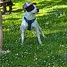 dog, cap, harness, grass, flowers, outdoor, picnic_bench, leash, sunlight, park, pet, nature, summer, playful, greenery, animal, canine, sitting, daytime, casual
