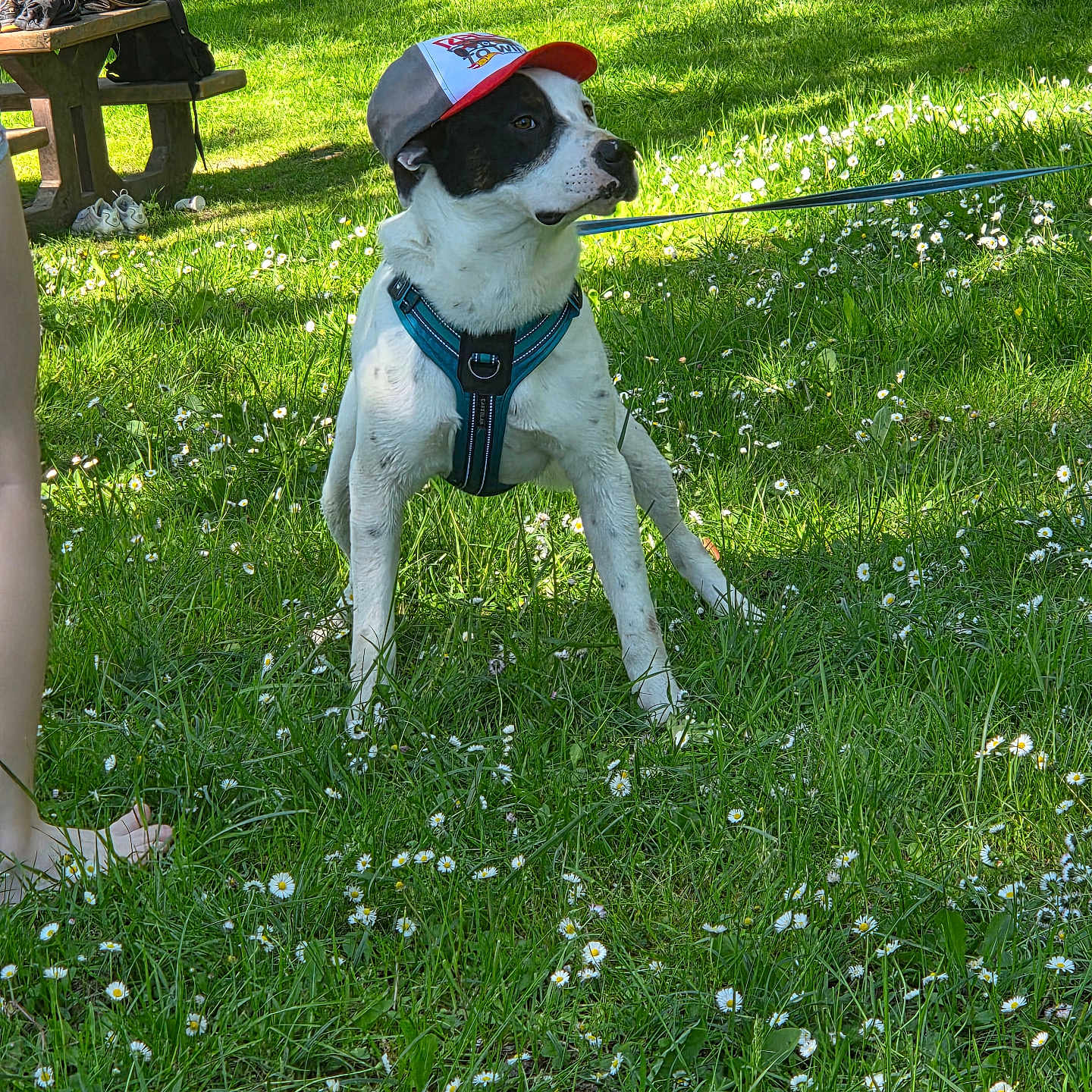 Arko participe au concours pour gagner de l'argent avec cette photo : dog, cap, harness, grass, flowers, outdoor, picnic_bench, leash, sunlight, park, pet, nature, summer, playful, greenery, animal, canine, sitting, daytime, casual