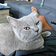 Nala participe au concours pour gagner de l'argent avec cette photo : cat, gray_cat, pet, animal, indoor, living_room, sofa, lap, relaxed, feline, whiskers, ears, eyes, remote_control, magazines, human_leg, cozy, domestic, cute, fur